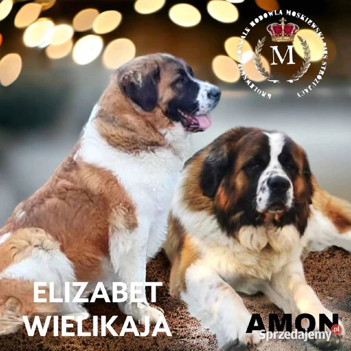 Moskiewski stróżujacy Sierpc