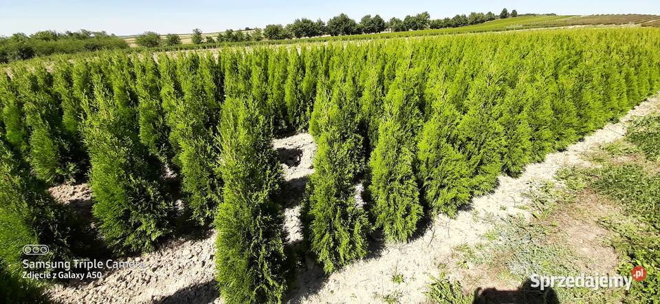 Tuja szmaragd 110120 2022 Producent lubelskie Bychawa