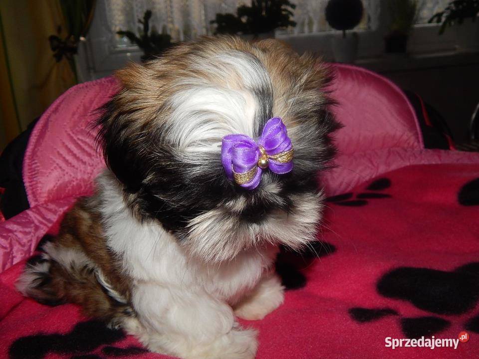 Shih Tzu Urocze Szczeniaczki Maleńkich Olkusz