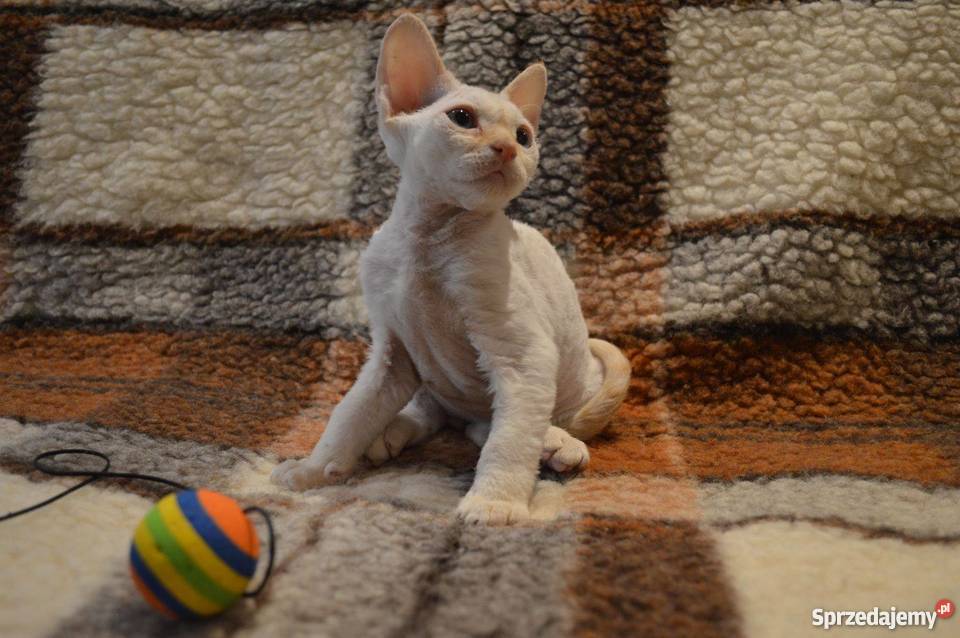 Devon Rex śliczne kocięta championie Warszawa
