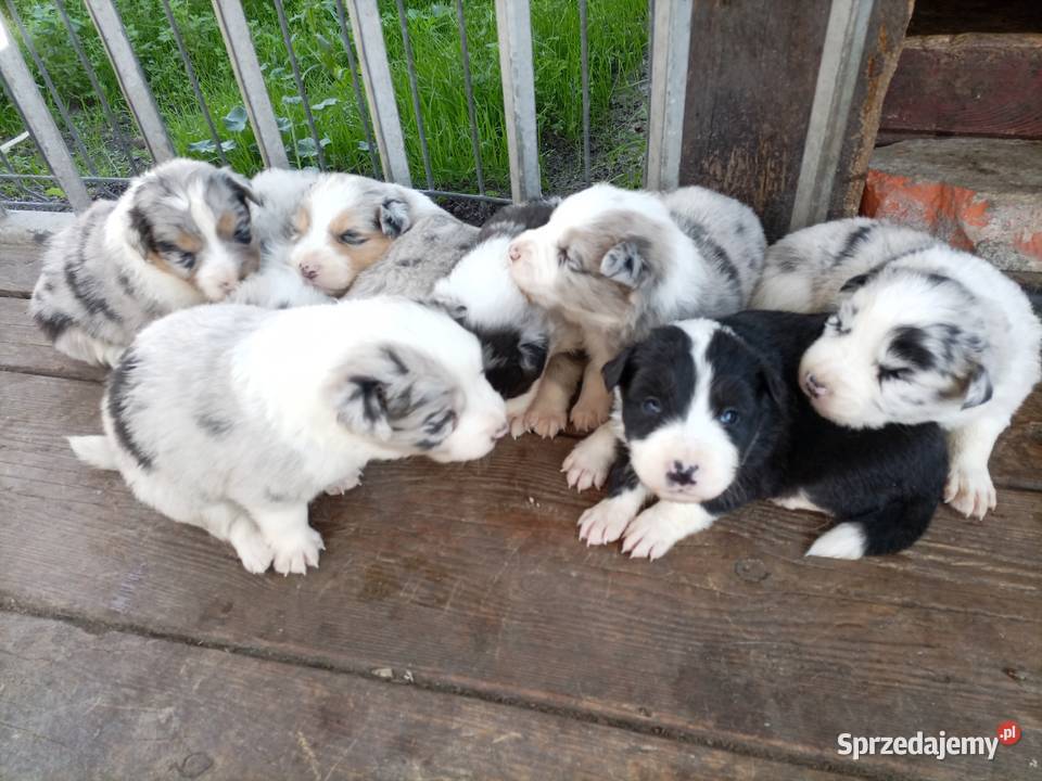 Border collie szczeniaki Błaszki