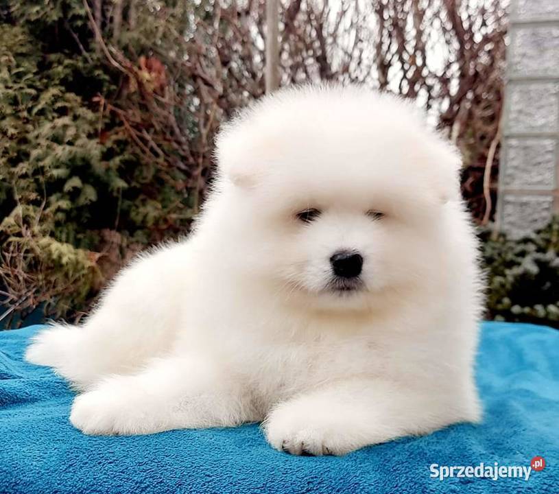 Samoyed piesek odbiór na Święta Bożego Izabelin B sprzedam
