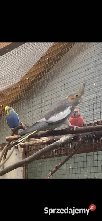 Papugi nlfaliste Ptaki Tylmanowa