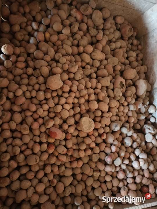 Odstor ziemniaków belaroza Pełczyska