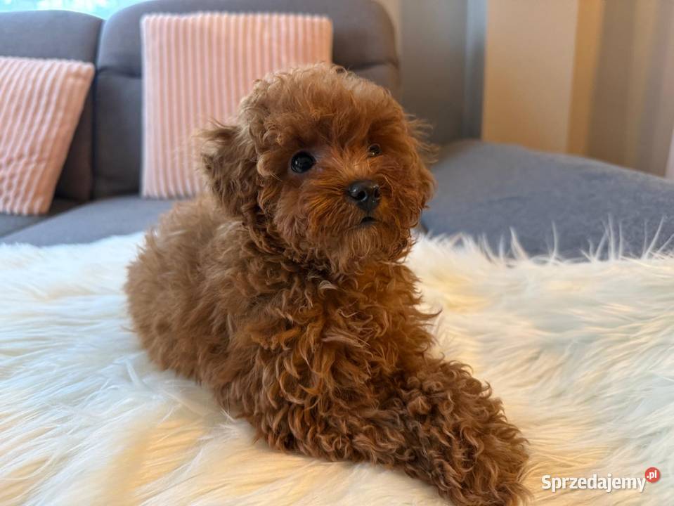 Pudelek Toy Piesek Warszawa sprzedam