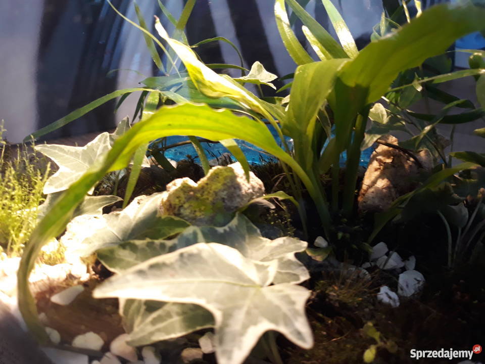 Las w szkle Rajska Wyspa Gdańsk sprzedam