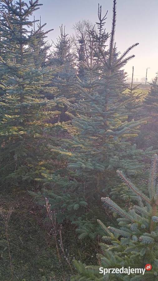 DUŻE Choinki na Święta BN 2025 Poznań i DARMOWA wielkopolskie