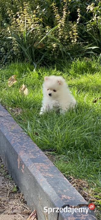 Szpic miniaturowy pomeranian Siedlce