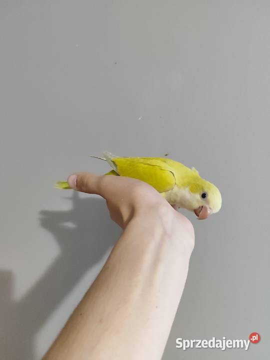 Papugi ręcznie karmione Ptaki