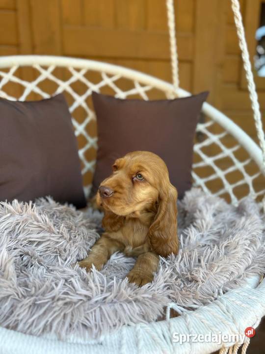 Piękny piesek Cocker Spaniel Angielski Cocker Spaniel Katowice