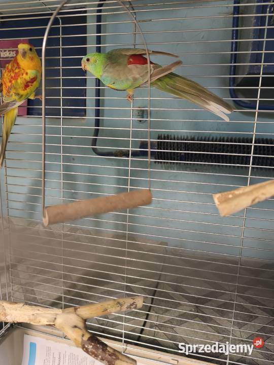 Świergotki seledynowe Poznań