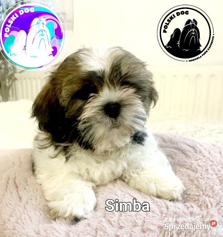 ShihTzu zachodniopomorskie IV pokrodowodem