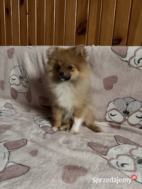 Szpic miniaturowy pomeranian komplet szczepień Częstochowa sprzedam