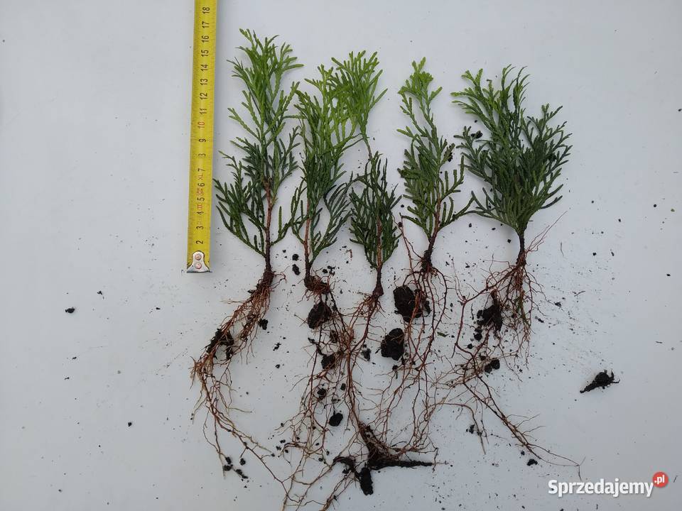 Tuja Smaragd około 15 sadzonka goły korzeń