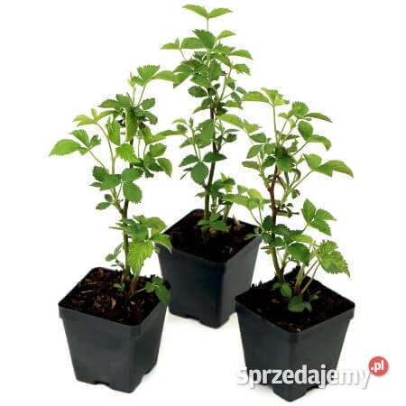 Sadzonki malin poziomek Lębork