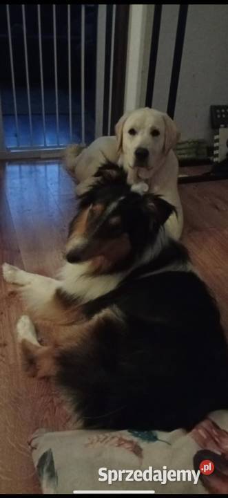 Owczarek szkocki długowłosy Colie mazowieckie Ostrołęka