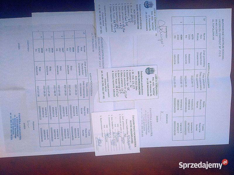 Matki pszczele na sezon 2024 car S Prima Singer dolnośląskie Szczepanów