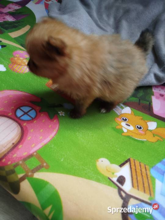 szpic miniaturowy suczka do rezerwacji Skalbmierz