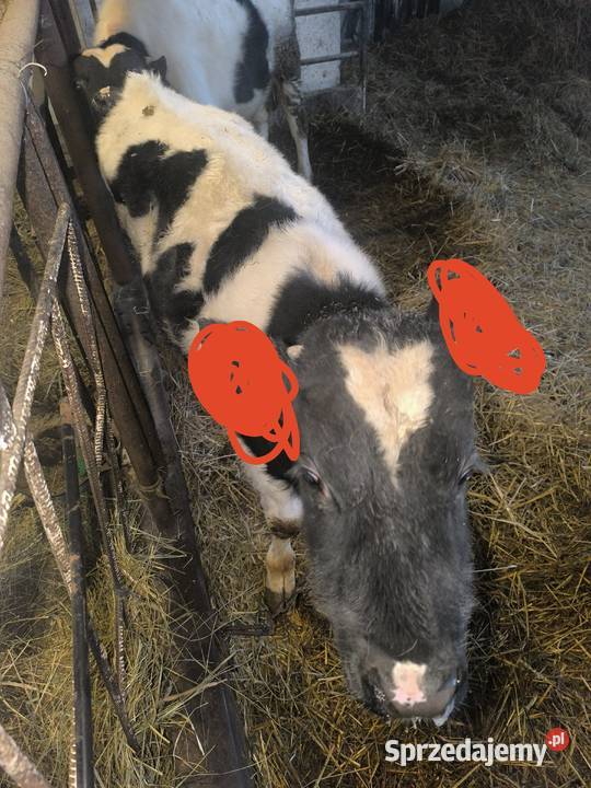 Sprzedam byczka 150 Bydło pomorskie Lubichowo