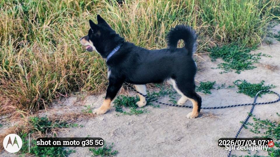 SHIBA INU Nowy miot przyjmujemy zamówienia Pozostałe sprzedam