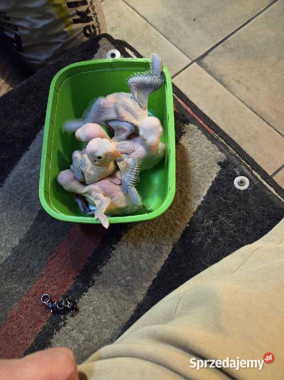 Oswojone aleksandretty Warszowice