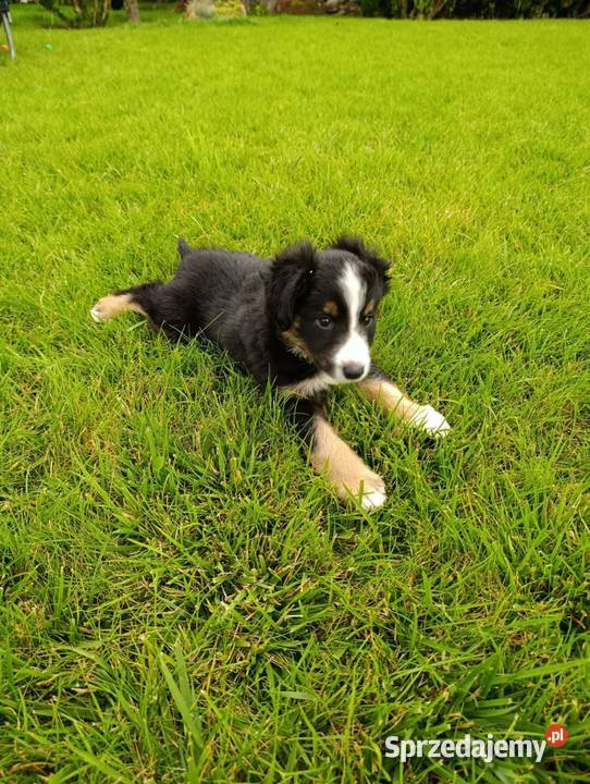 Piesek Border Collie Szczaworyż