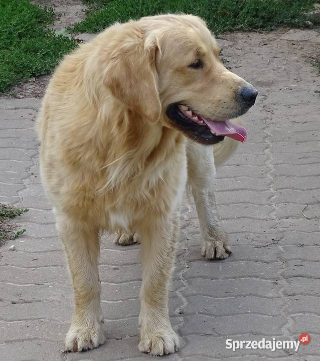 Golden retriever 16 miesięczny Golden Retriever Przysucha