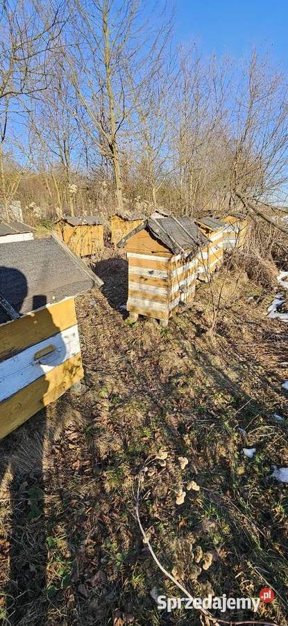 Sprzedam ule lubelskie