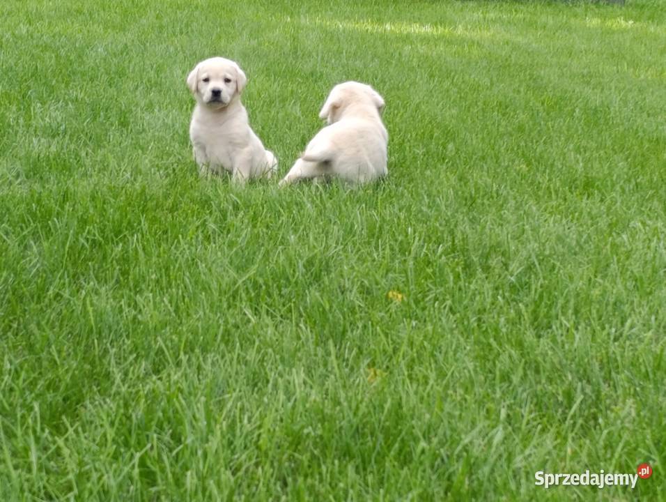 Labrador mazowieckie Milejowice sprzedam