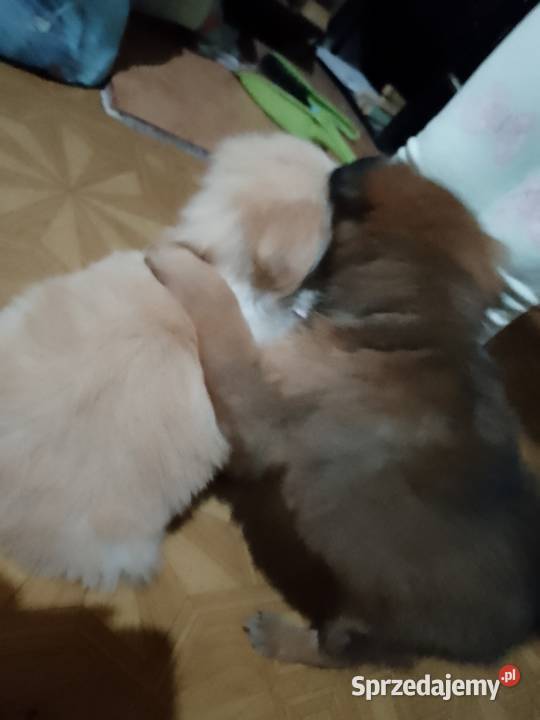 Oddam 2 male pieski Przysucha