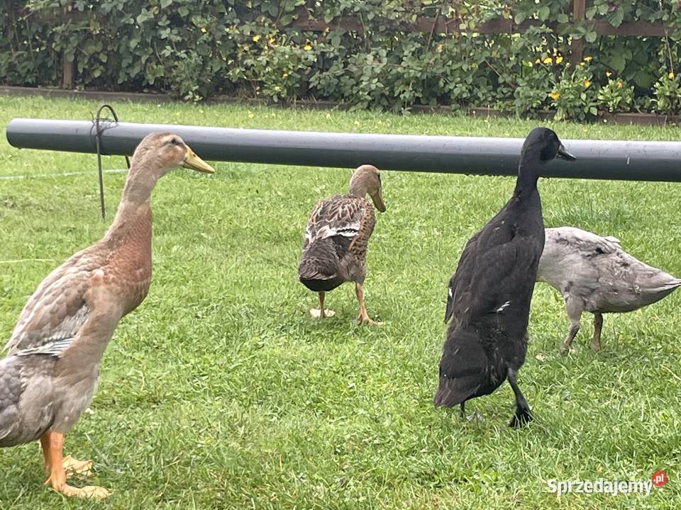 kaczki biegusy Gorzów
