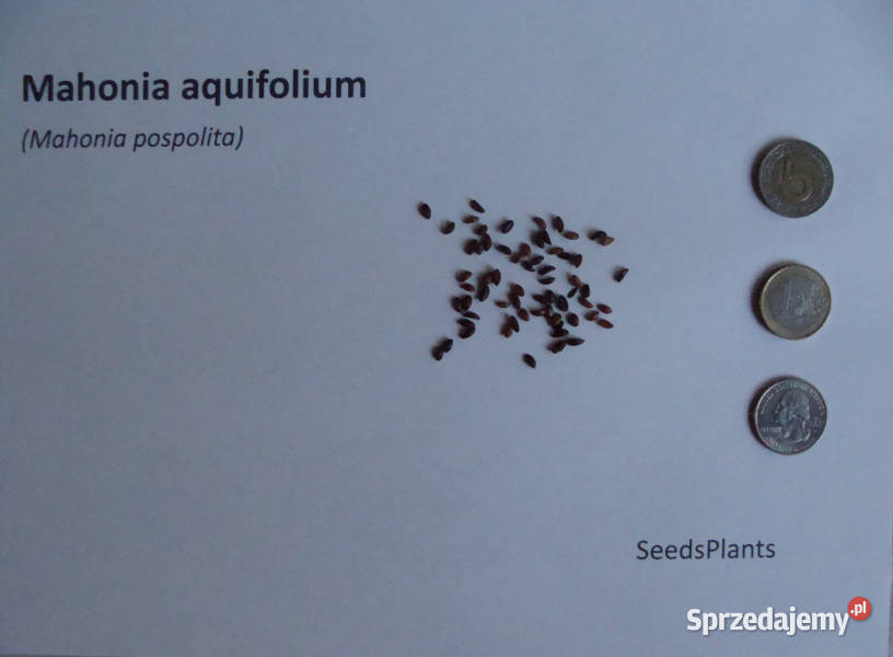 MAHONIA POSPOLITA Mahonia aquifolium NASIONA 700