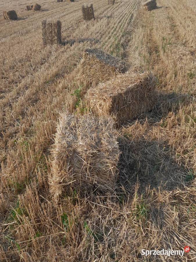 Słoma pszenna kostka sprzedam