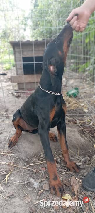 Suczka szuka dobrego domu