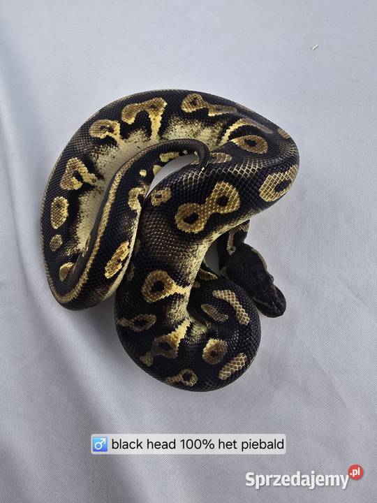 Wąż pyton królewski python regius samiec Wrocław