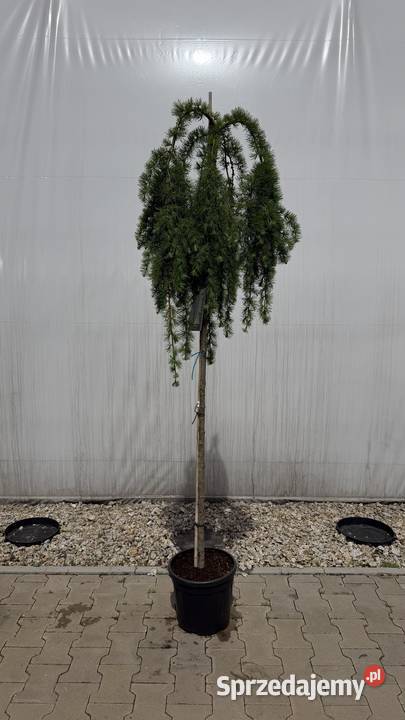 Larix kaempf Pendula Pa 180 Kobyla Góra sprzedam