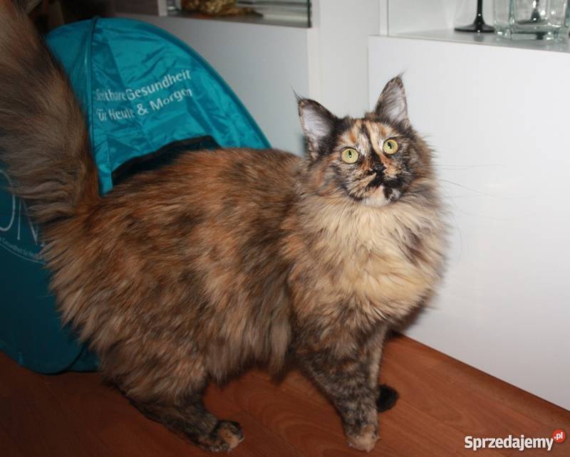 Śliczna Szylkretowa koteczka Maine Coon