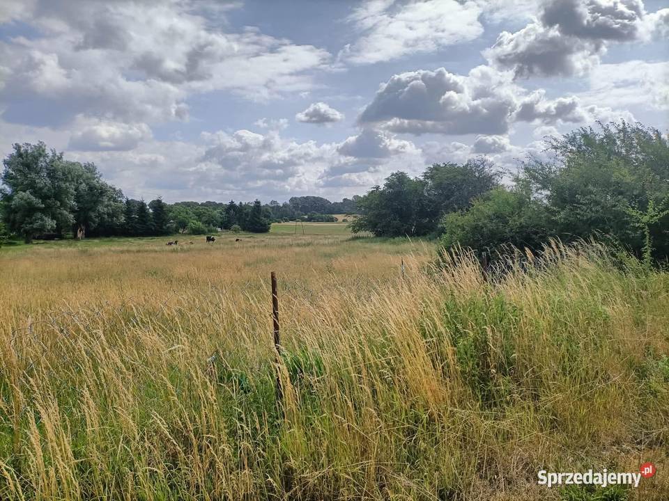 Działka budowlana Nieruchomości Cieszeniewo