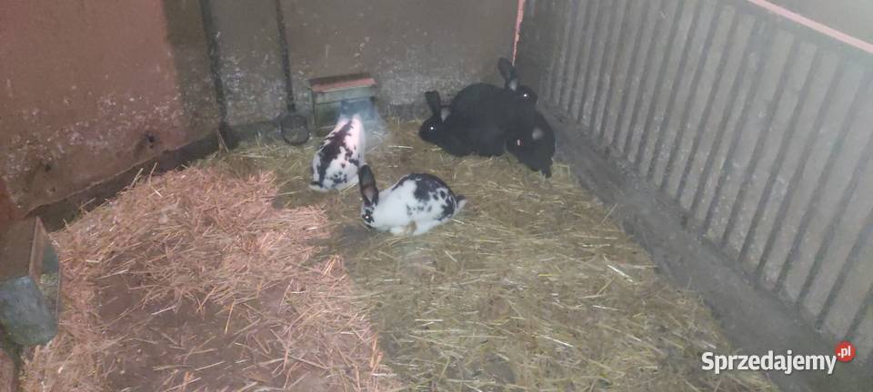 Sprzedam króliki Krotoszyn