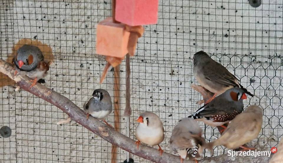 Sprzedam papugi zeberki faliste świergotki Ptaki Ptaki Ostrów Wielkopolski