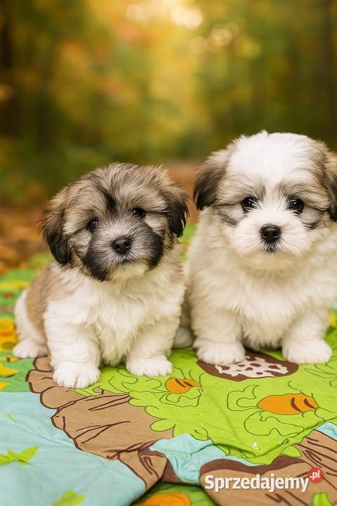 Coton de Tulear szczenięta z rodowodem Inowrocław