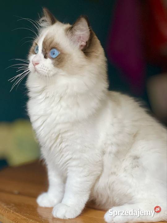 Młodziutka kotka do hodowli Częstochowa
