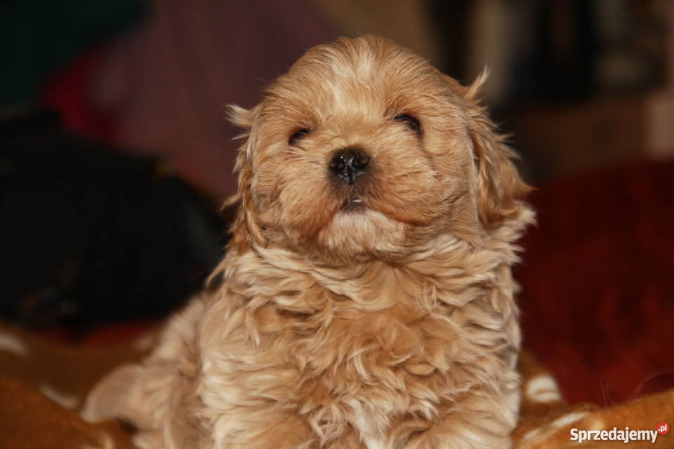 Maltipoo maltanczyk pudel toy piesek Lublin