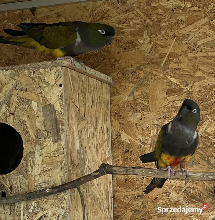 Para patagonek Konury patagońskie Kuczki-Kolonia sprzedam