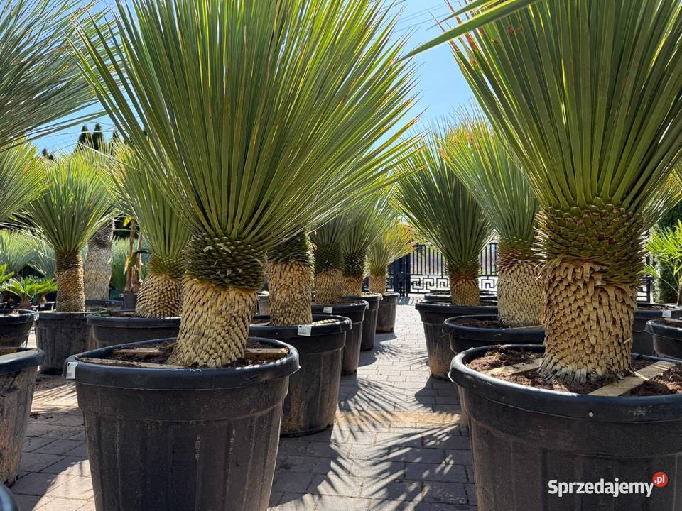 Yucca Rostrata juka Rostrata mrozoodporna do śląskie sprzedam