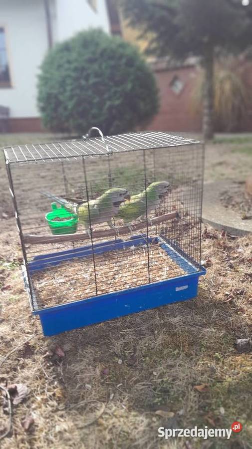 Sprzedam papugi Ptaki Raków