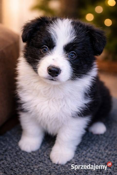 Border collie szczenieta GOTOWE DO ODBIORU Łobżenica