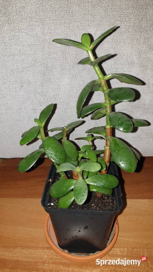 Grubosz crassula ładne drzewko szczęścia mazowieckie Warszawa