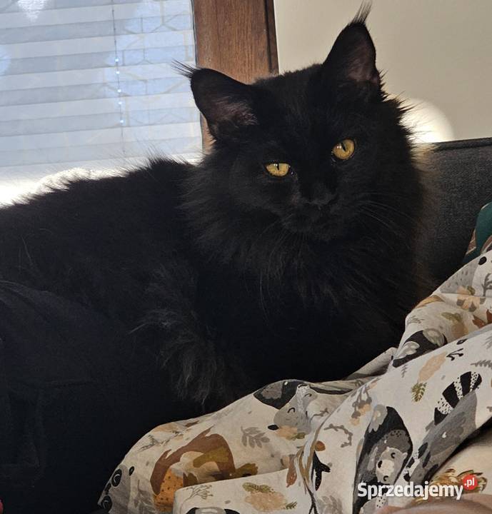 Kocurek dymny Maine Coon mazowieckie Różan