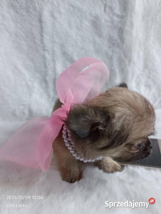 Chihuahua dziewczynka suczka XS dlugowlosa Inowrocław sprzedam